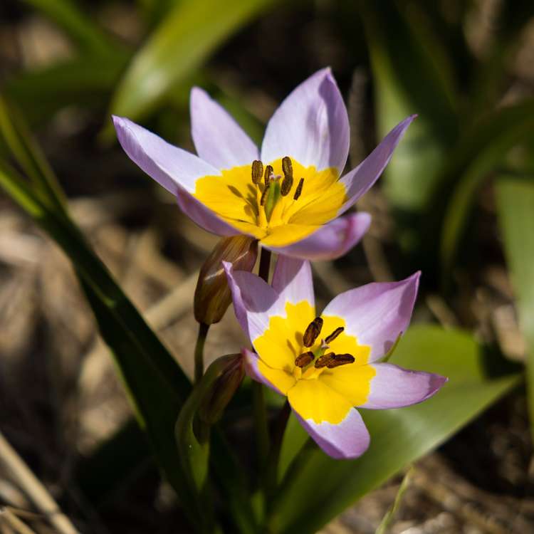 Botanisk Tulpan 'Saxatilis' / 'Lilac Wonder'